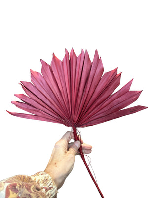 Palm - Sun Palms - Red Wine - 20 - 30cm - 1 Stem