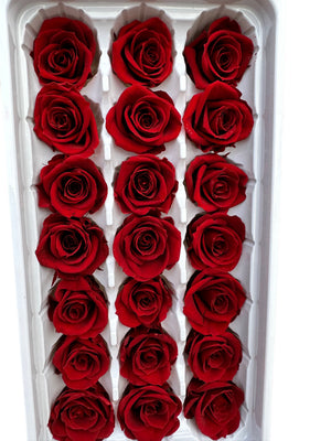 Roses Preserved Mini 21 - Crimson Red