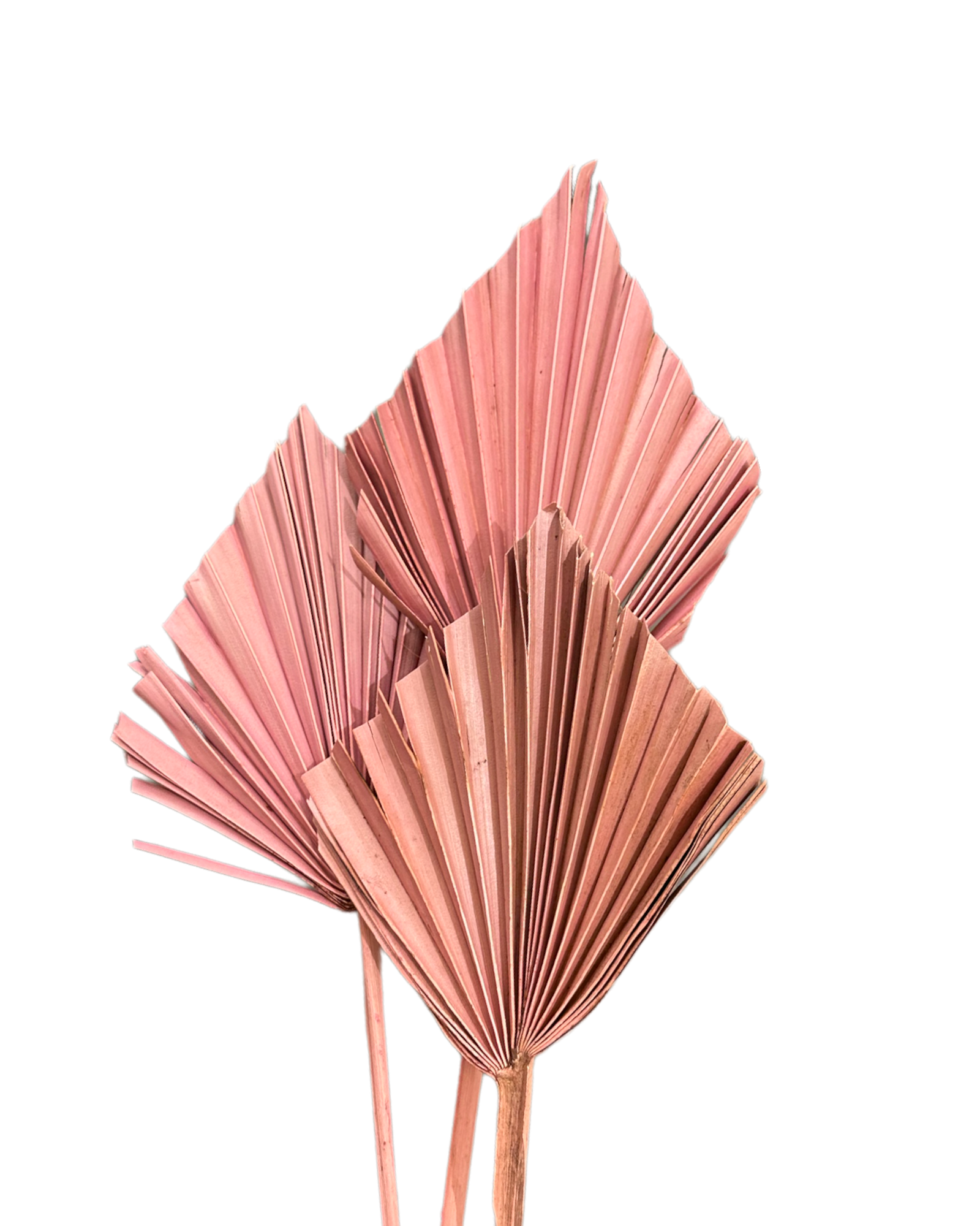 Palm - Thin Stem Spear - Dusty Pink Tones - 1 Stem