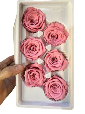 Roses Preserved - 6 pack - Baby Pink