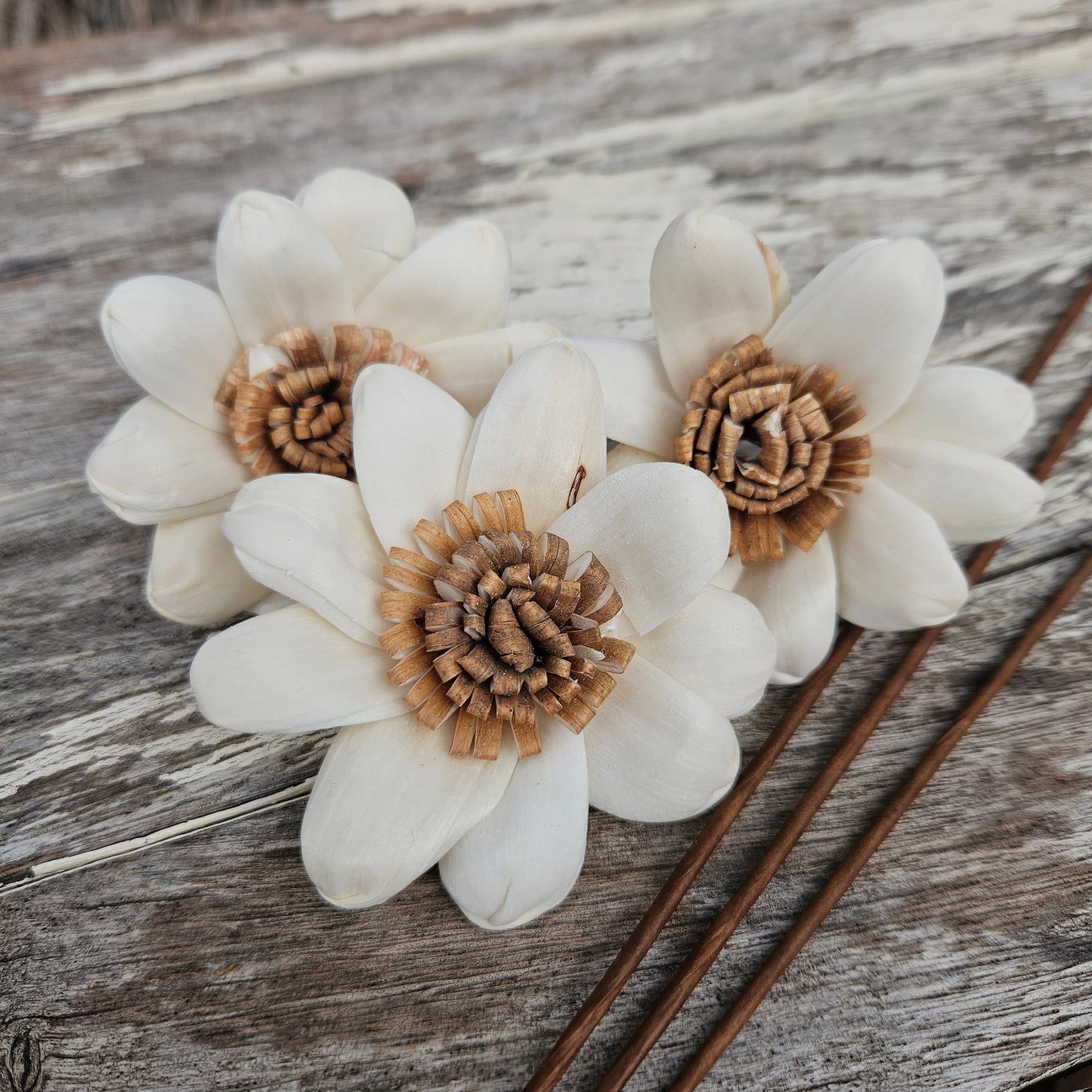Handmade Flowers - Sola Flower White Beige Daisy - 7cm