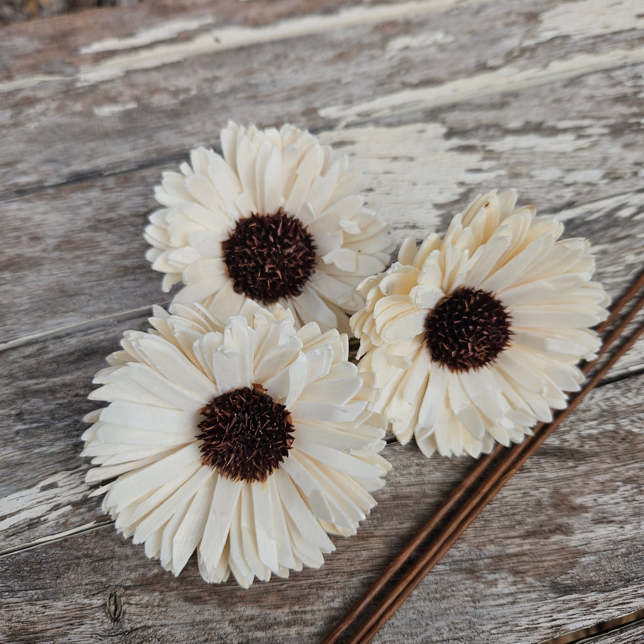 Handmade Flowers - Sola Flower White Gerbera Dark Centre - 8cm