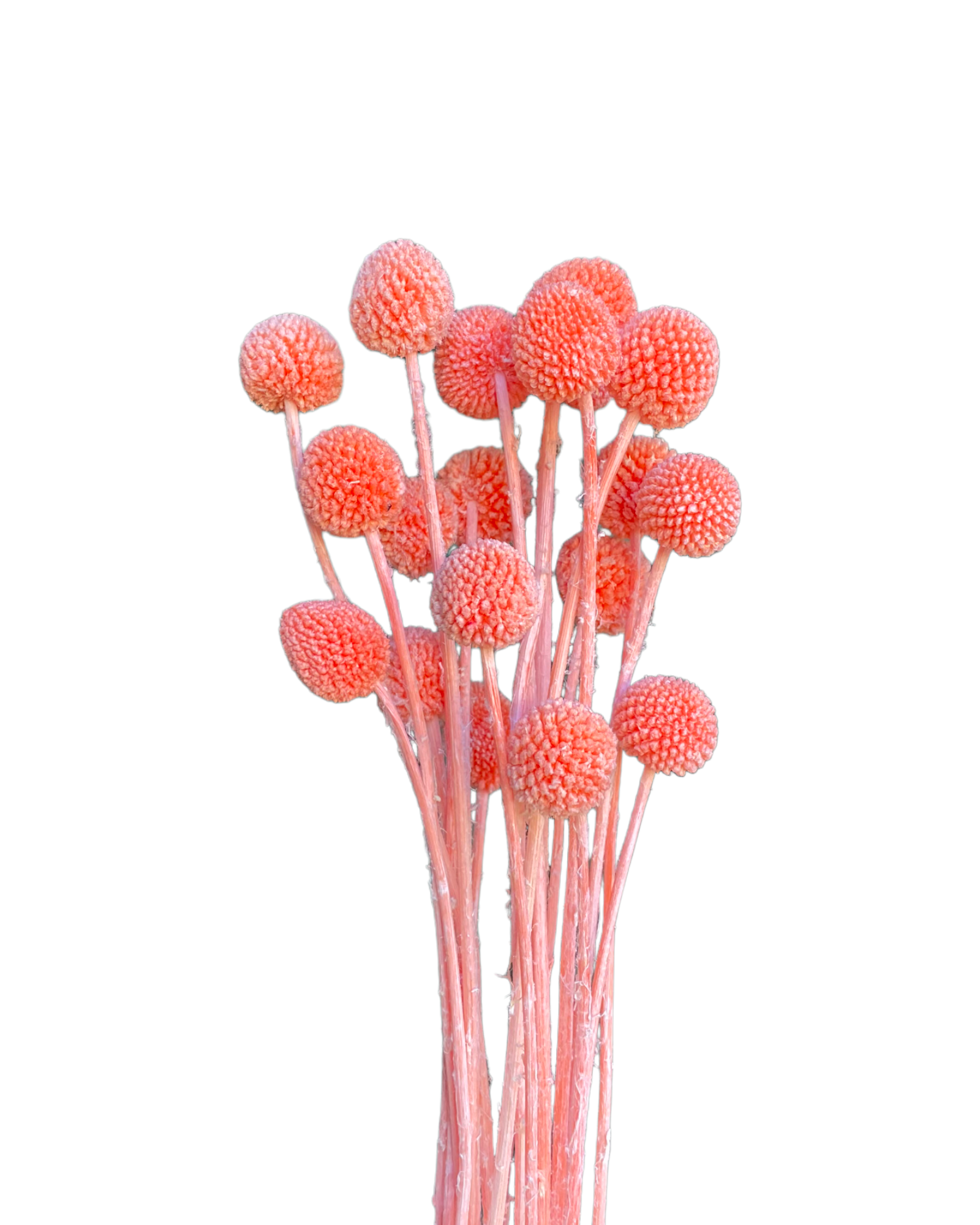 Billy Buttons  - Pink Grapefruit