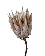 King Protea - Dried - Single Stem
