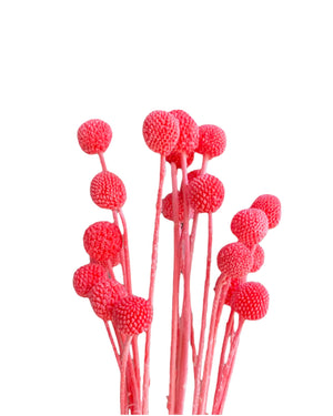 Billy Buttons - Calypso Coral Pink