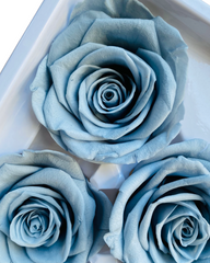 Roses Preserved - 6 pack - Soft Dusty Blue