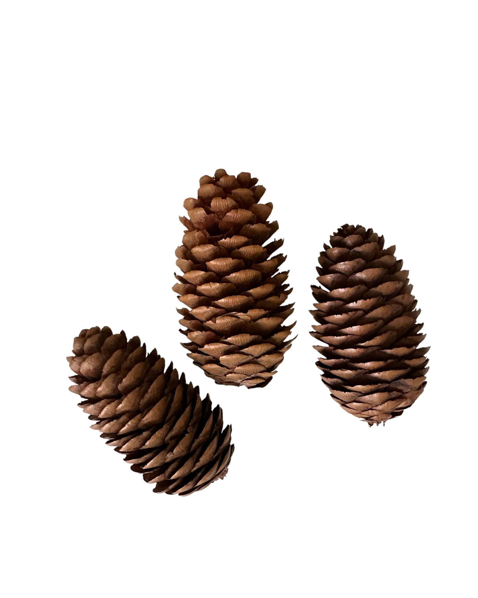 Pine Cone - 3 pack