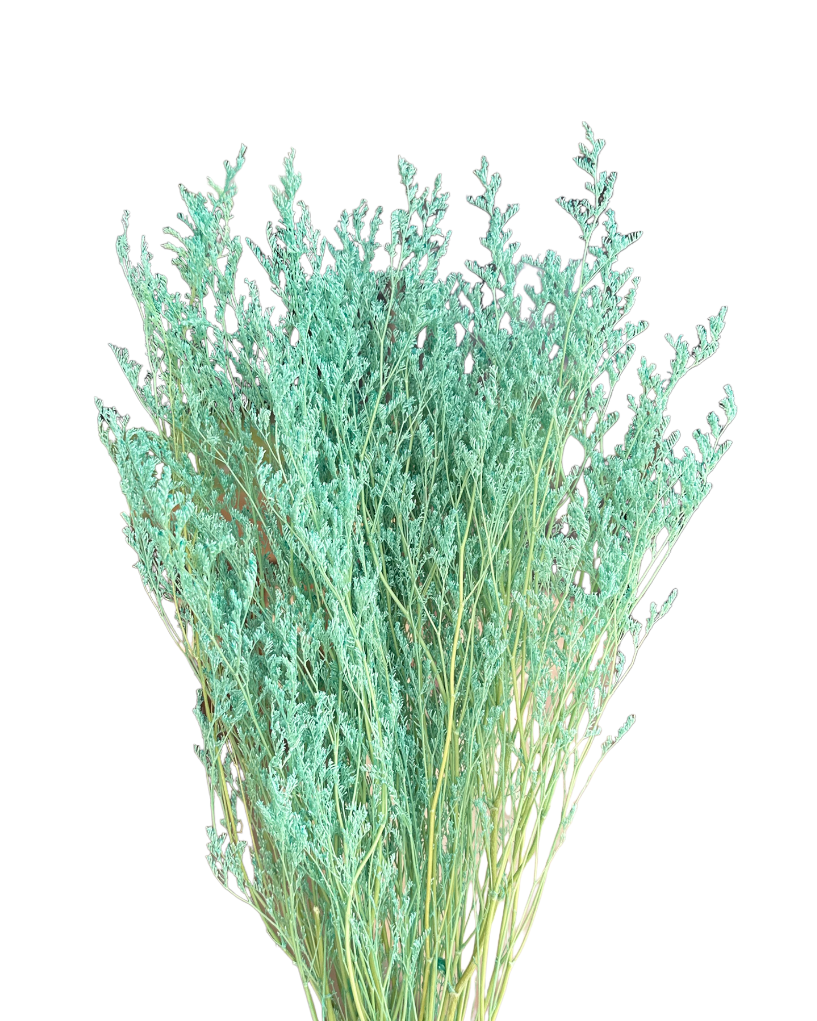 Limonium/Misty/Statice - Turquoise Greeny/Blue