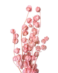 Chinese Lanterns - Pink Blossom