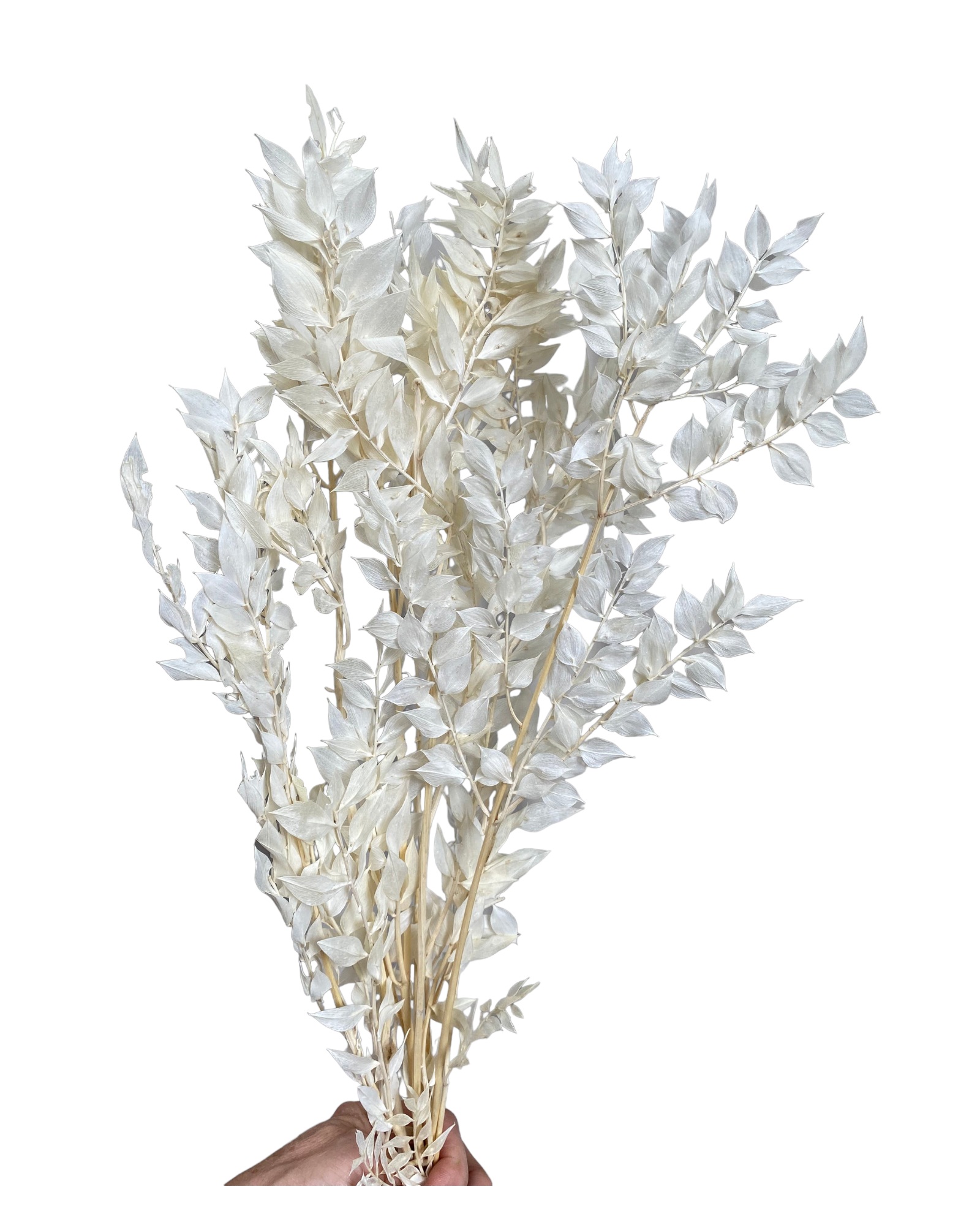 Ruscus Italian - Ivory White