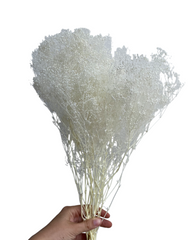 Baby’s Breath/Japanese - Bleached White