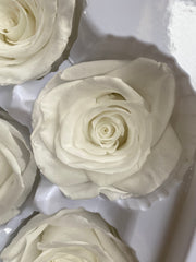 Roses Preserved - 6 pack - White