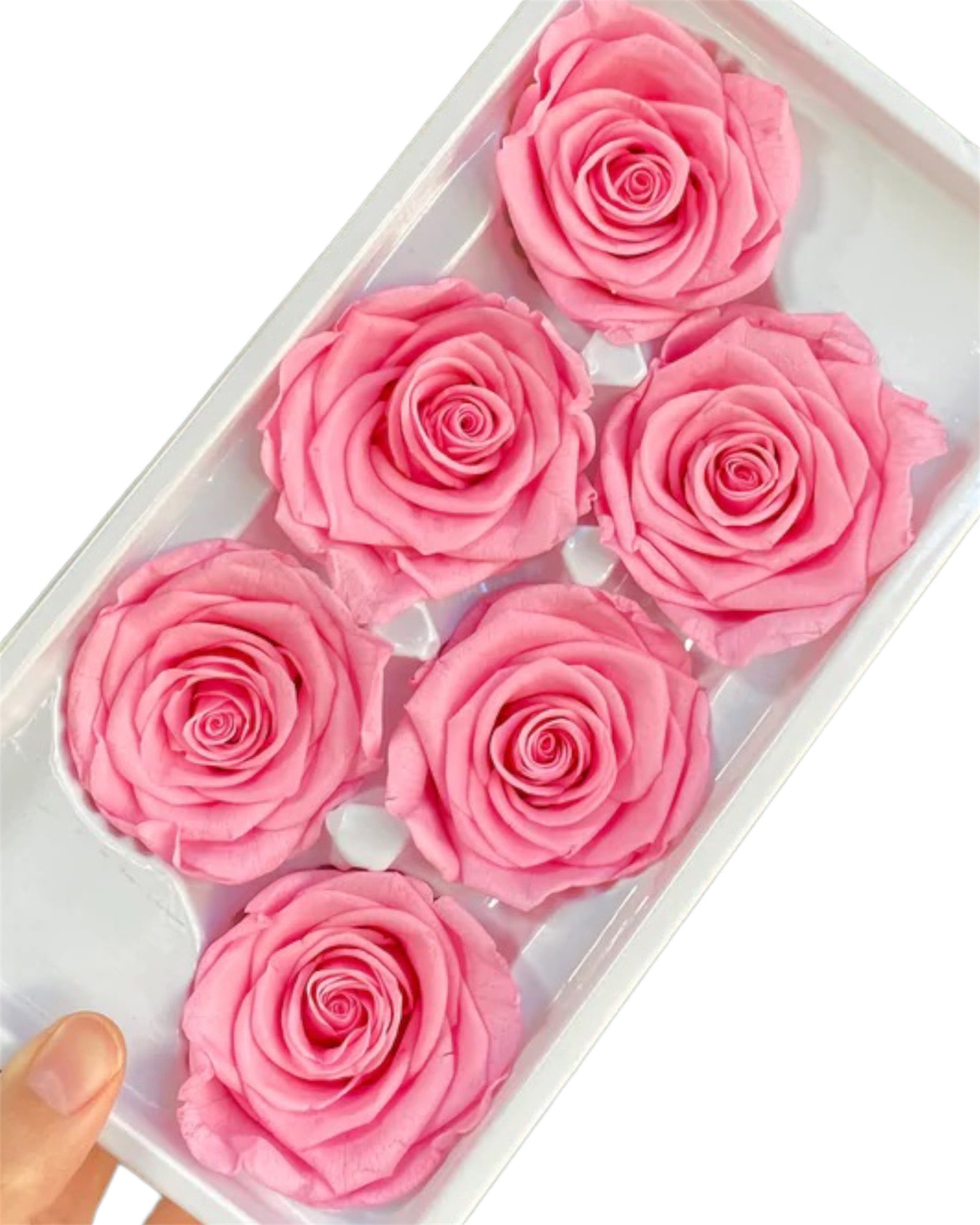 The Bargain Corner - Roses Preserved - 6 pack - Carnation Pink LAST ONE