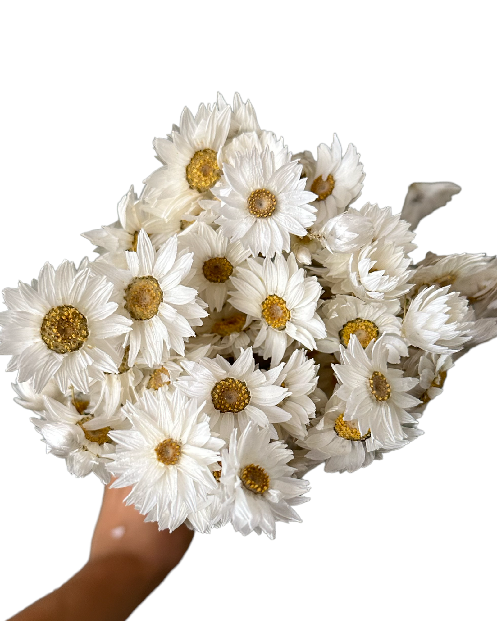Daisies/Daisy - Rhodanthe