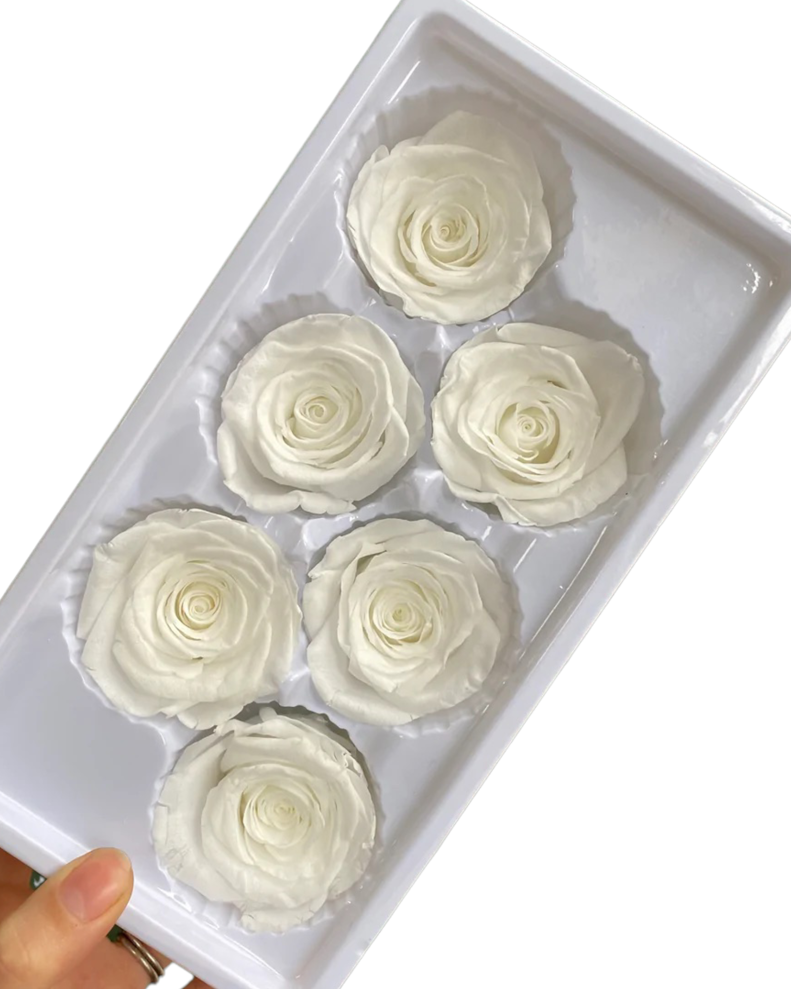 Roses Preserved - 6 pack - White