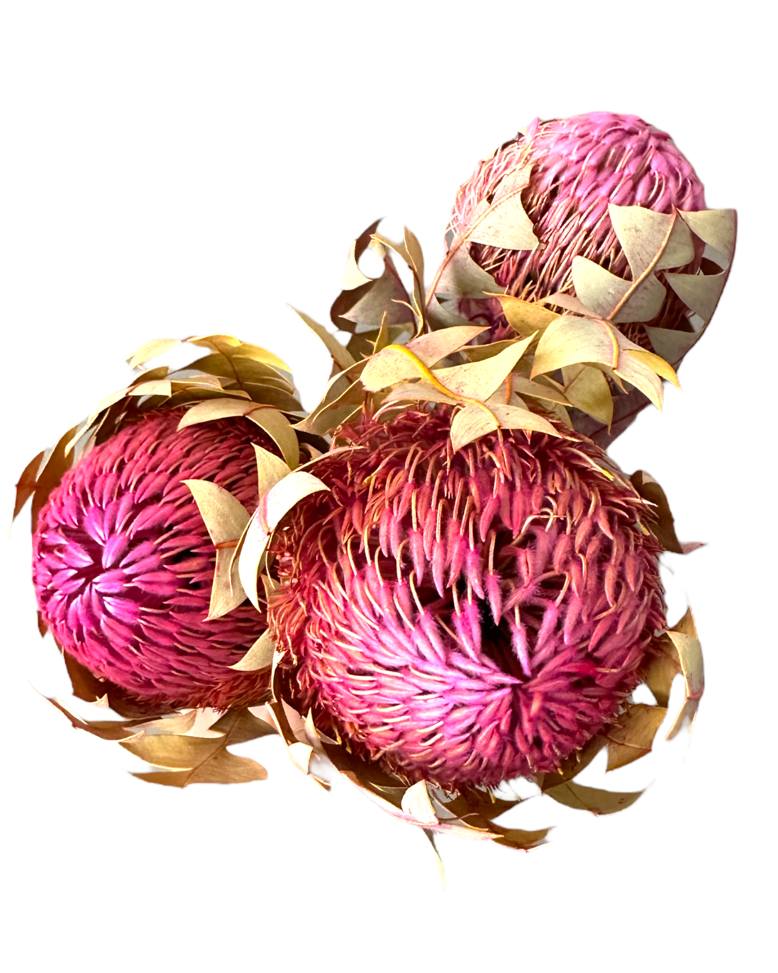 Banksia Baxteri - Magenta Pink