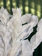 Ruscus - Israeli Large Leaf - White