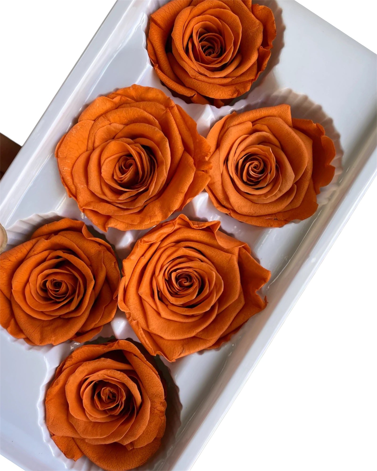 Roses Preserved - 6 pack - Burnt Orange