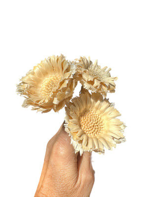 Protea Pod Special cut - Bleached White - 1 stem