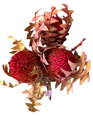Banksia Baxteri - Crimson Red