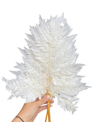 Fern - Leather Fern - White