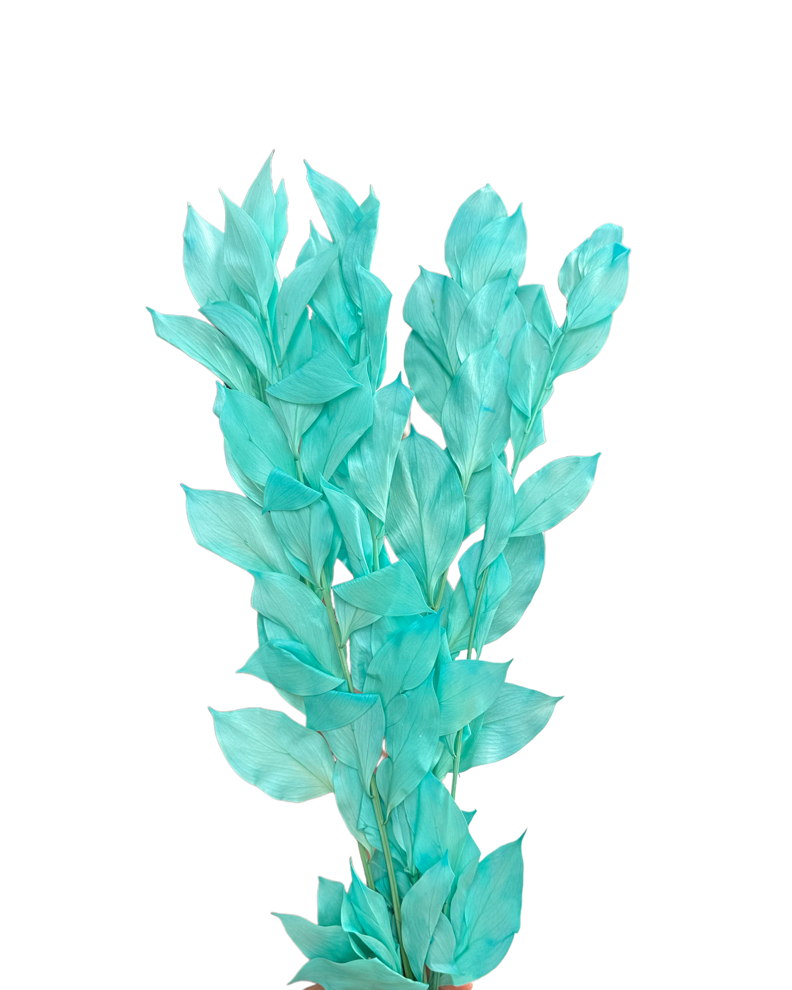 Ruscus - Israeli Large Leaf - Pastel Turquoise Blue