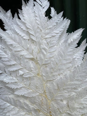 Fern - Leather Fern - White