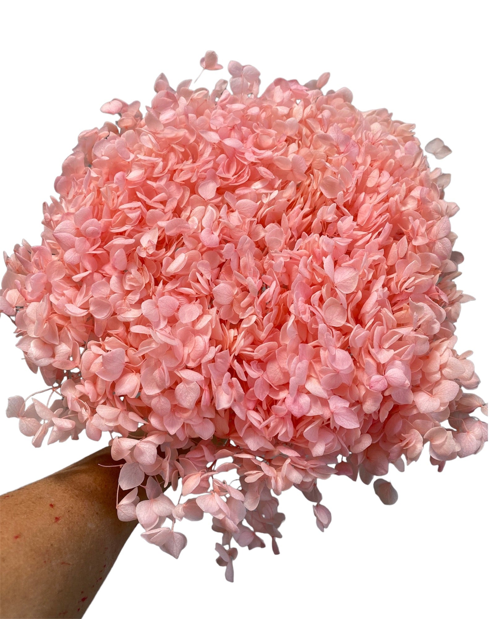 Hydrangea -  Peachy Pink Tones