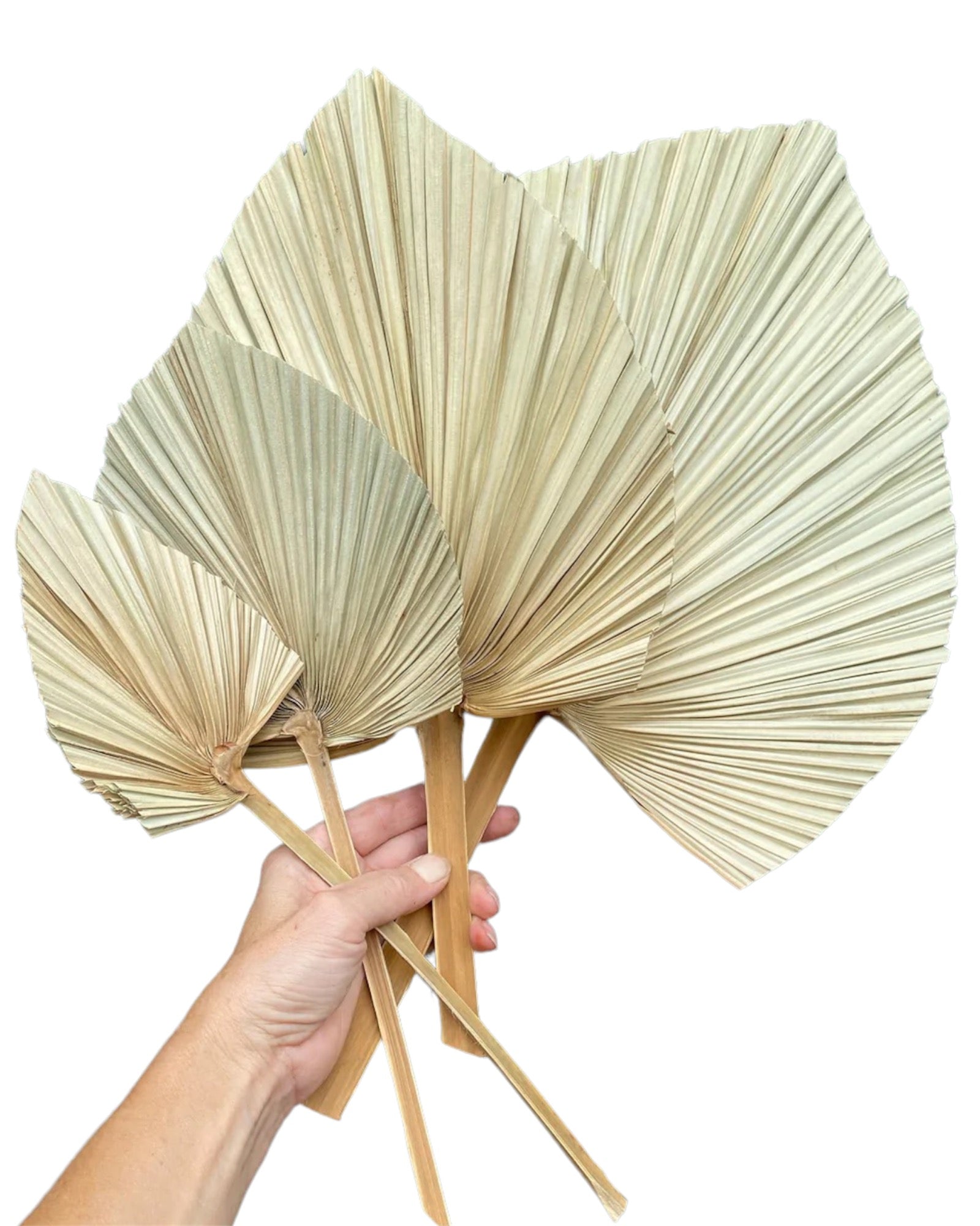 Palm - Perfect Palm - Natural Spear 25cm - 1 Stem