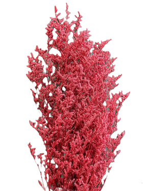 Limonium/Misty/Statice - Raspberry Red