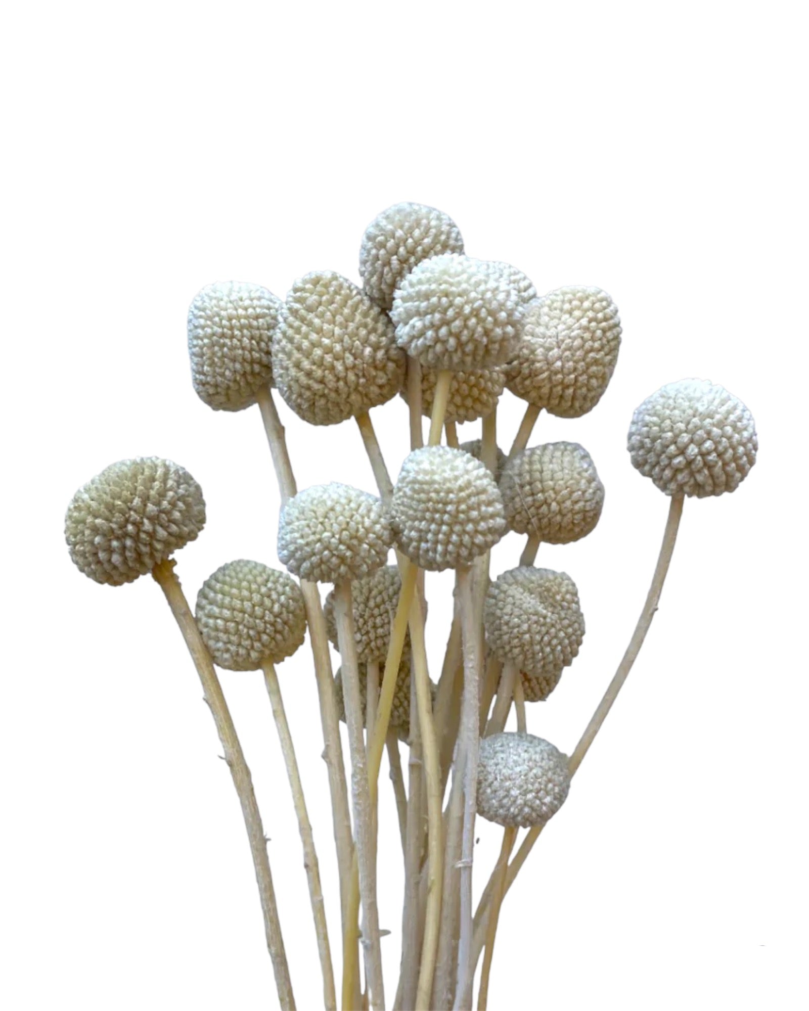 Billy Buttons - Sage Green