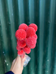 Billy Buttons - Calypso Coral Pink