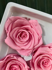 The Bargain Corner - Roses Preserved - 6 pack - Carnation Pink LAST ONE