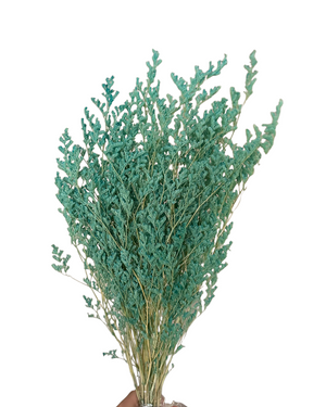 Limonium/Misty/Statice - Turquoise Green - Blue Tipped Ombré