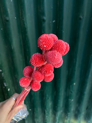 Billy Buttons - Calypso Coral Pink