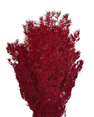 Ming Fern - Crimson Red