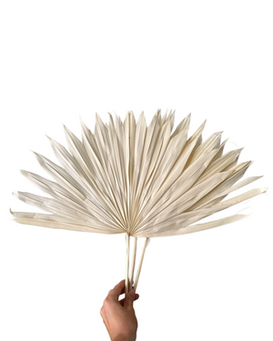 Palm - Sun Palms - Bleached - 30-35 cm - 1 Stem